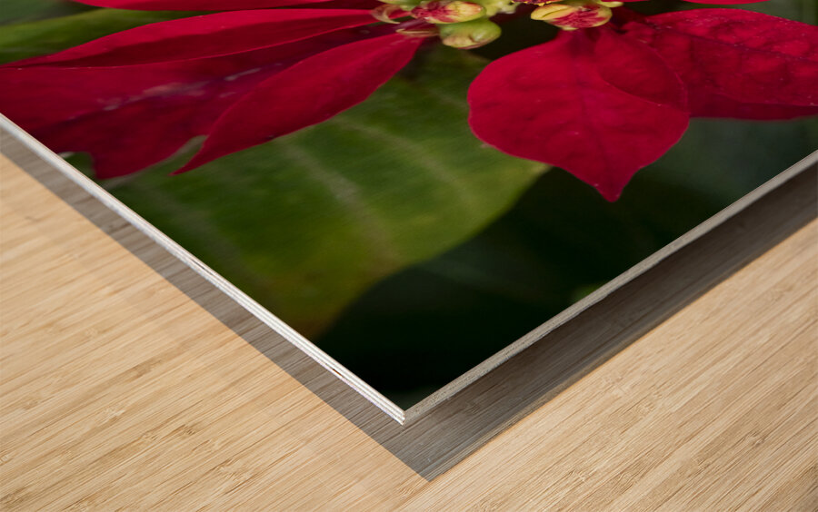 Red Christmas Poinsettia Leaves X 2 Wood print