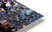 fungi HD Metal print