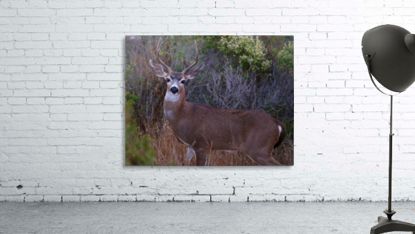 Hunter  Wall Preview