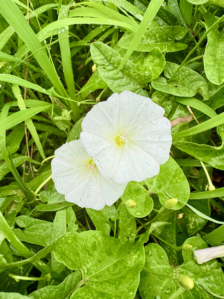 Paired in Bloom: Bindweed Duo Digital Download