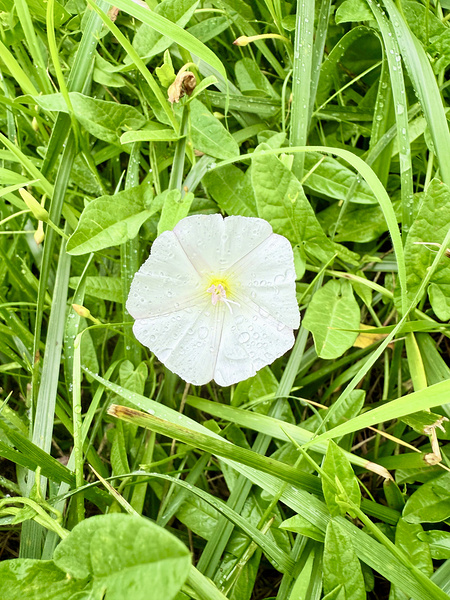 One Wild Bloom : Bindweed Focus Téléchargement Numérique