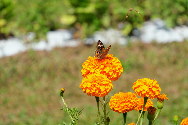 A Butterfly’s Pause Amid Sunfire Blooms Téléchargement Numérique