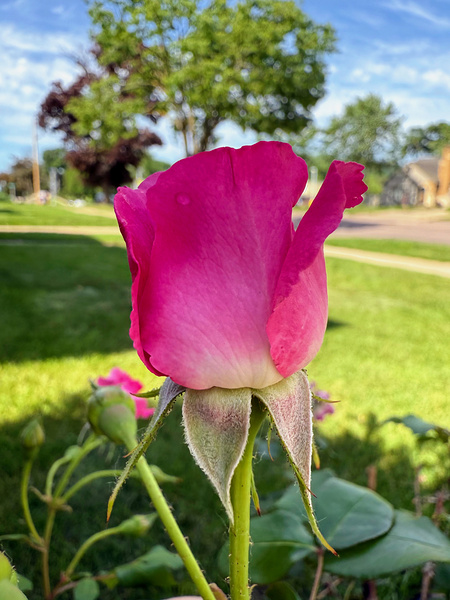 The Blush Before the Bloom Digital Download