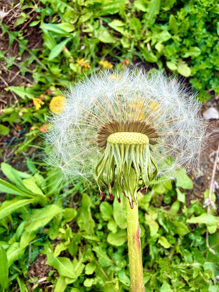 IMG 1757 Digital Download