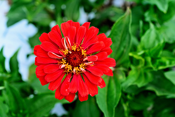 A Zinnia in Meditative Bloom Digital Download