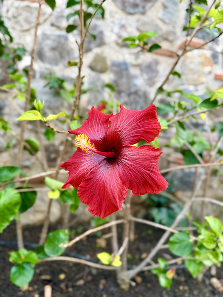 IMG 9955 Digital Download