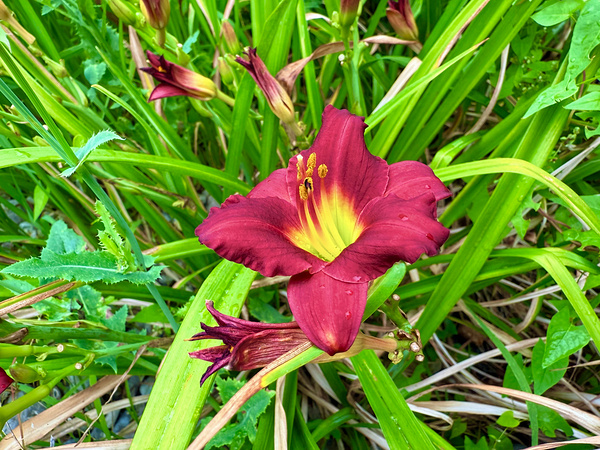 Fireheart Daylily Digital Download