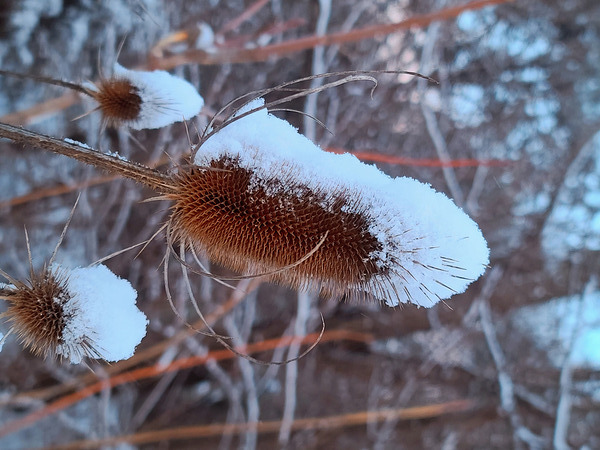 Thorny Lollipop Winter Thistle  Digital Download