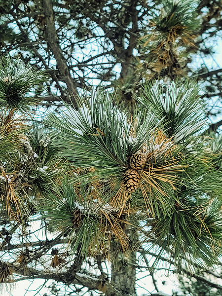 Winter Pinescape Digital Download