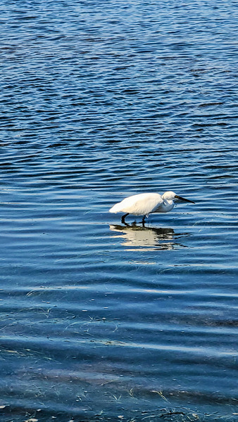 The Silent Hunt: A Lone Heron in Blue Digital Download