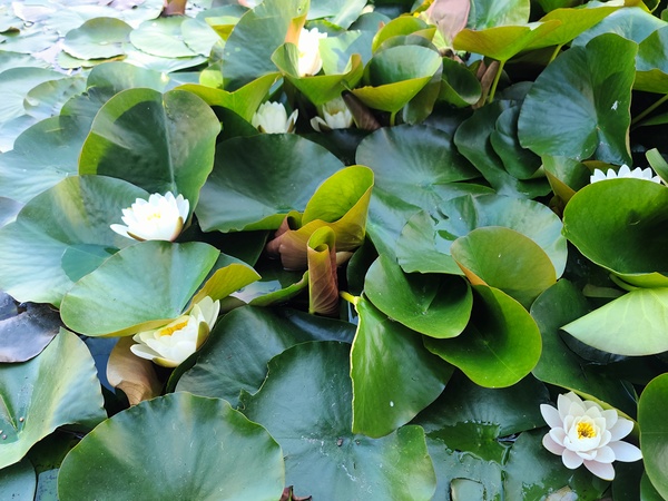 Nature’s Quiet Triumph Digital Download