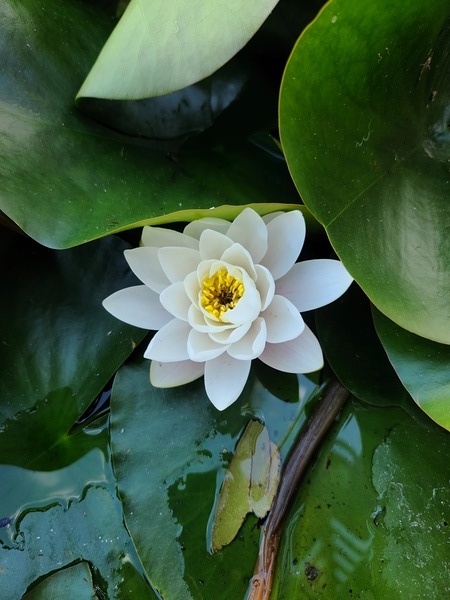 The Heart Within: Petals of Peace Digital Download