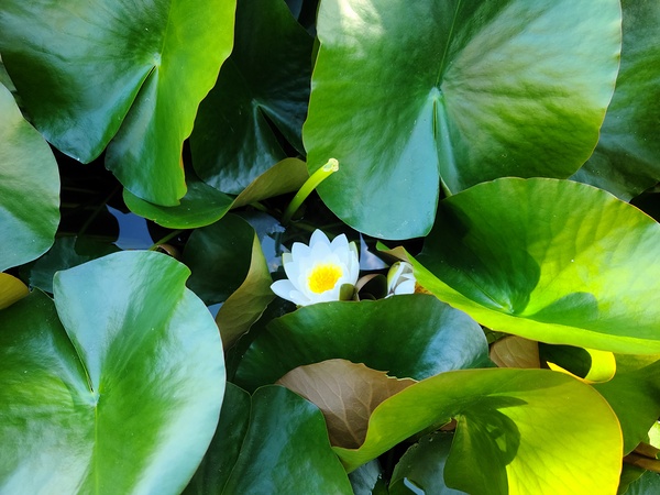 Lusty Lily: Beneath the Folds Digital Download