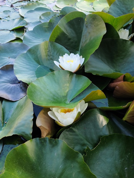 Hidden Beauty Water Lily Digital Download