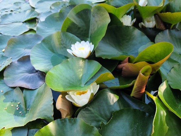 The Secret Life of Lilies Digital Download