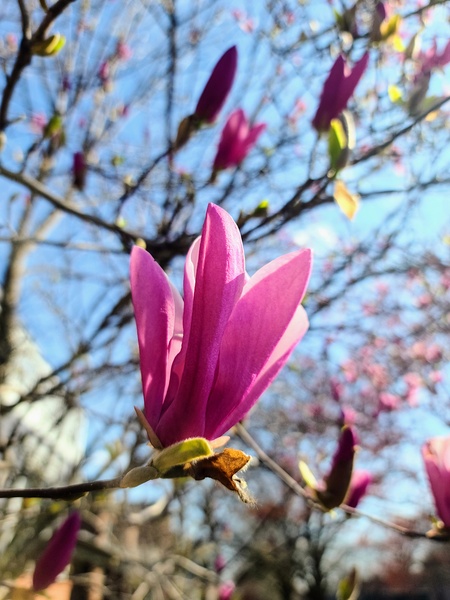 Magnolia Spring Bloom with Buds Digital Download