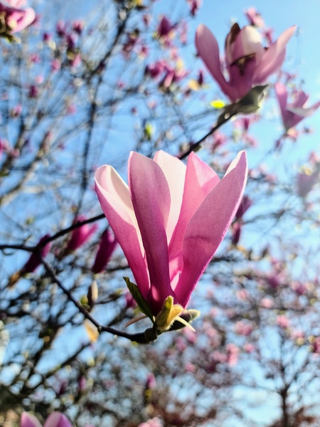 A Magnolias First Embrace of Light Digital Download