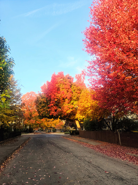 Fall Over the Fence Digital Download