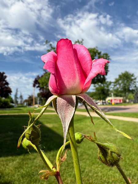 Unspoken Flame of the Garden’s Soul Digital Download