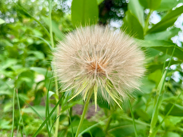 The Last Wishkeeper: Holding Dreams Before the Wind Digital Download