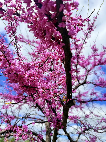  Redbud in Full Glory Digital Download