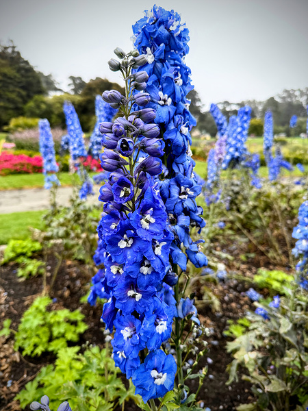 Larkspur: Midnight Choir of the Garden Realm Digital Download