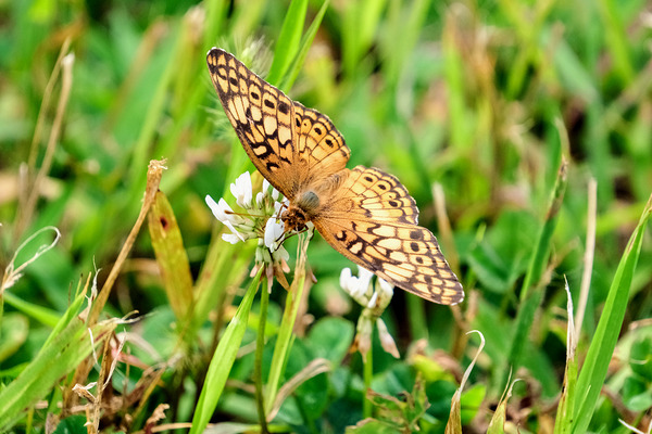 Field Cipher: A Nature Decoded Digital Download