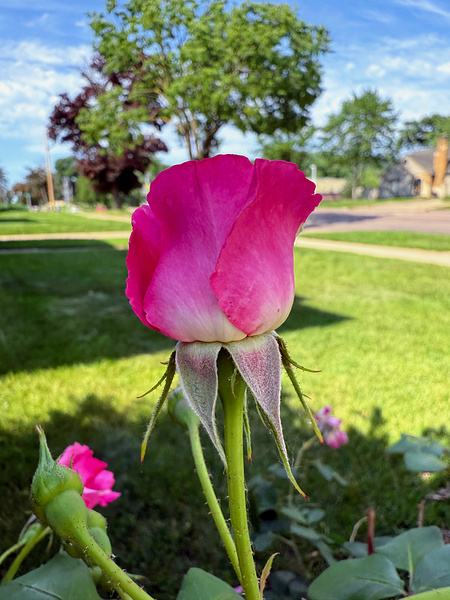 The Rose That Waits: Patience in Pink Digital Download