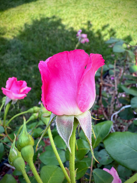 Velvet Guard of the Gardens Heart Digital Download