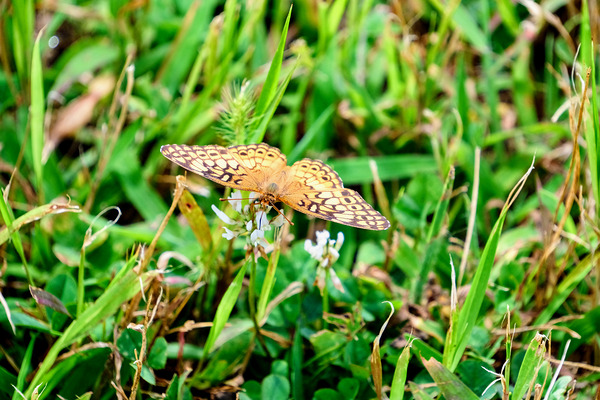 Buttery Butterfly as Omen of Calm Digital Download