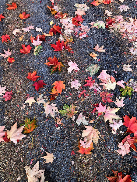 Grounded in Colors: Scattered Beauty Digital Download