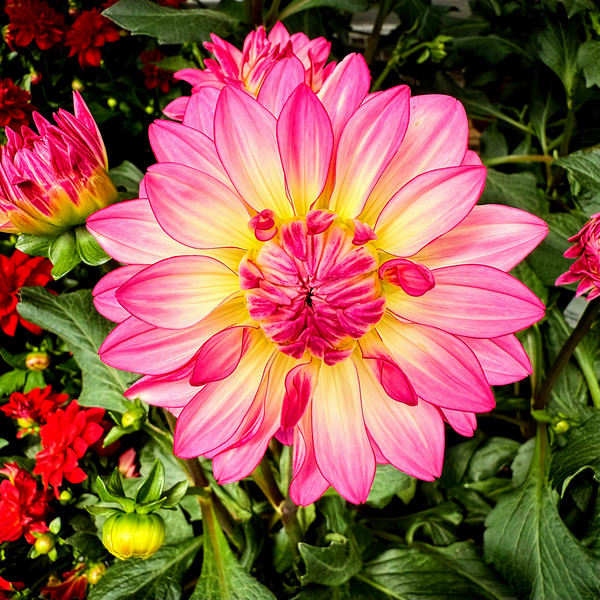 Petal Prism: Nature’s Geometry Téléchargement Numérique