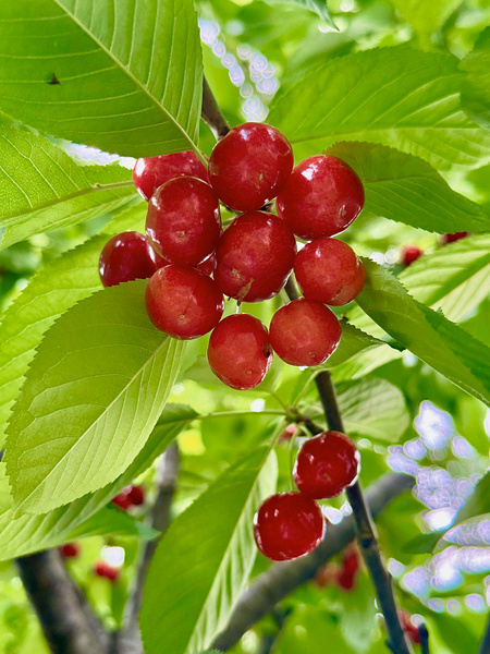 The Cherry Covenant: Nature’s Silent Promise Digital Download