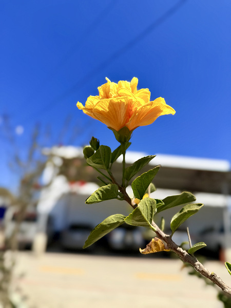 IMG 9796 Digital Download