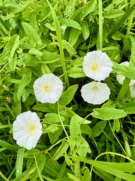 Clustered Bindweed Flowers Téléchargement Numérique
