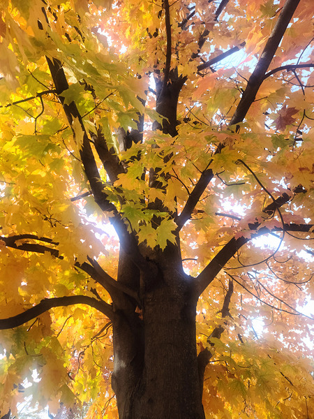 Golden Hour Tree Time 1A  Digital Download