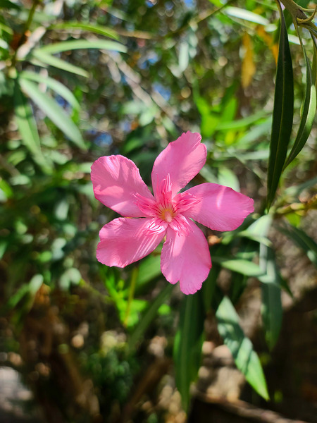 Sun-Kissed Solitude Digital Download