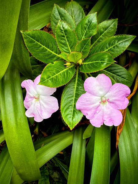 Twin Beauty & Symmetry Téléchargement Numérique