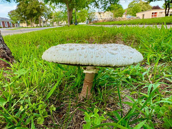 Capstone of the Lawn Digital Download