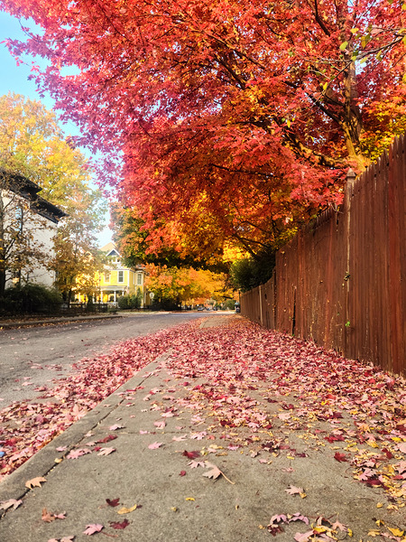 Fall Over the Fence  Digital Download