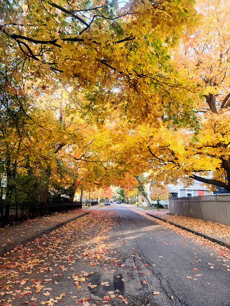 Fall Over the Road: Amber Dreams on Autumn Drive Digital Download