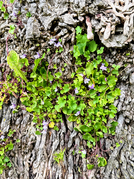 Ivy-leaved Toadflax: A Green Defiance Digital Download