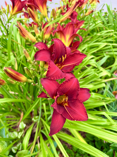 Flame of the Garden Digital Download