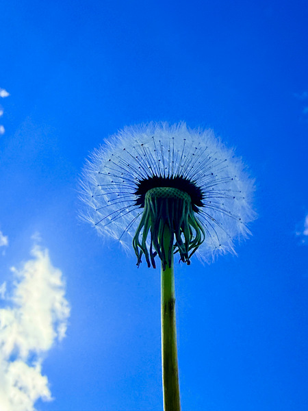 IMG 1762 Digital Download