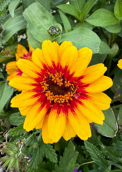 Solflare Echo Digital Download