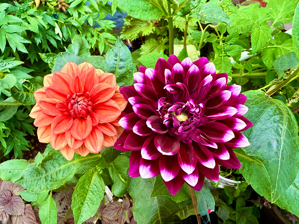 Nature’s Take on Balance and Beauty Digital Download