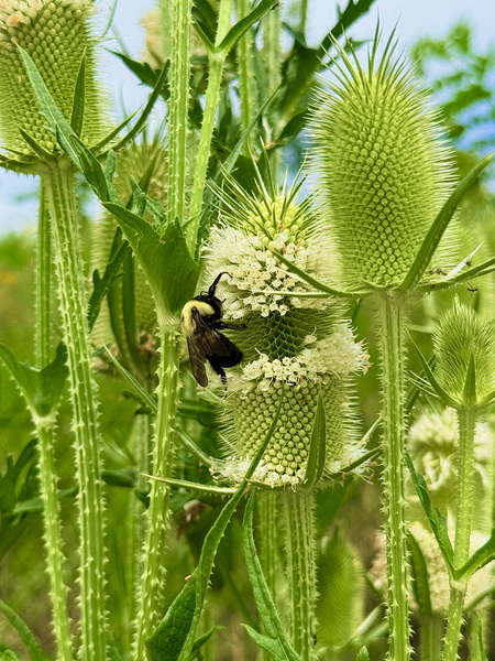 Wings and Spikes Téléchargement Numérique