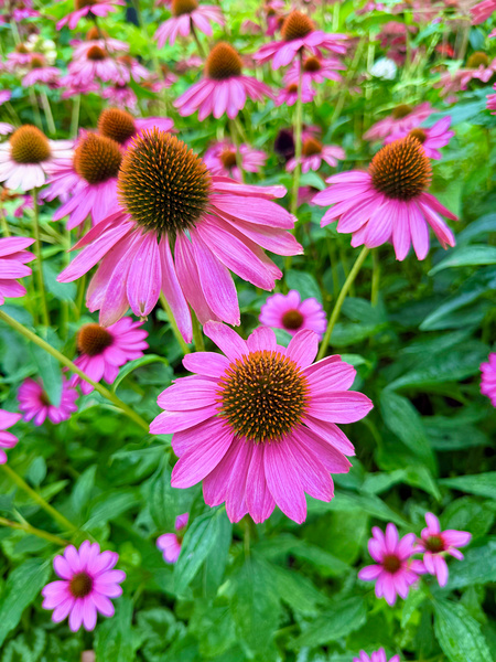 Petal Parade Téléchargement Numérique