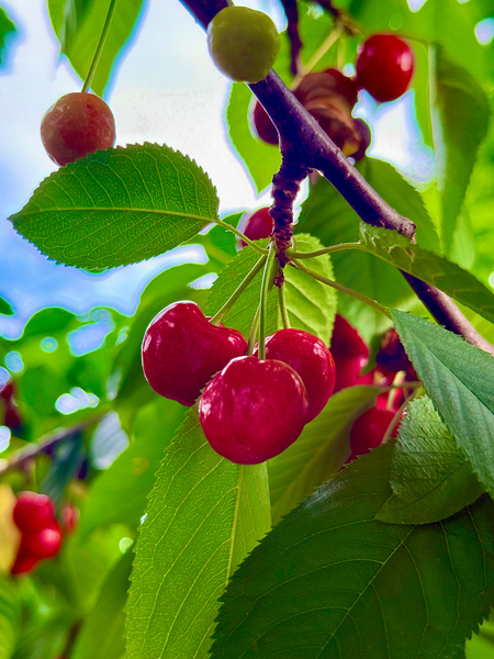 Ripening Moments Under Summer’s Veil Digital Download