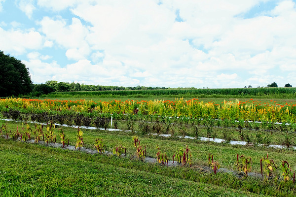 The Silent Pulse of Cultivation Digital Download